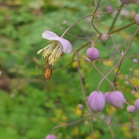 Thalictrum uchiyamae